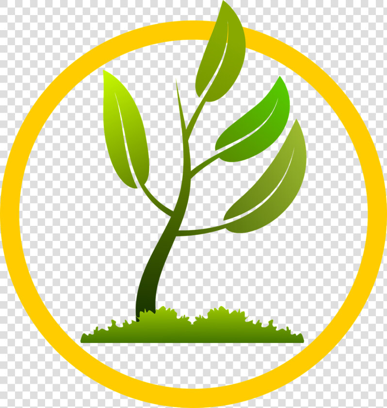 Picture Library Download Stalk Clipart Corn Stock   New Plant Growing Png  Transparent PngTransparent PNG