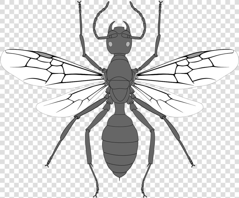 Drawing Of A Arthropod  HD Png DownloadTransparent PNG