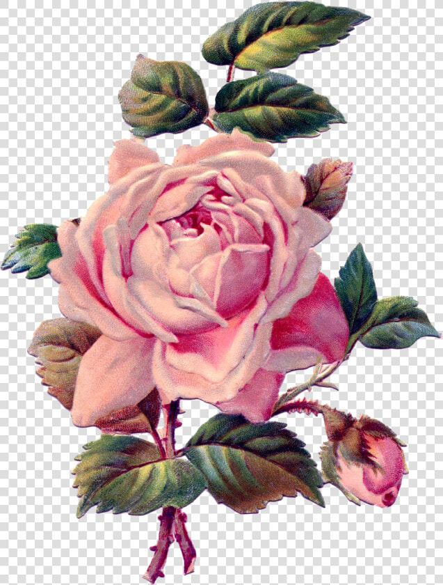 Vintage Roses Png   Vintage Pink Rose Drawing  Transparent PngTransparent PNG