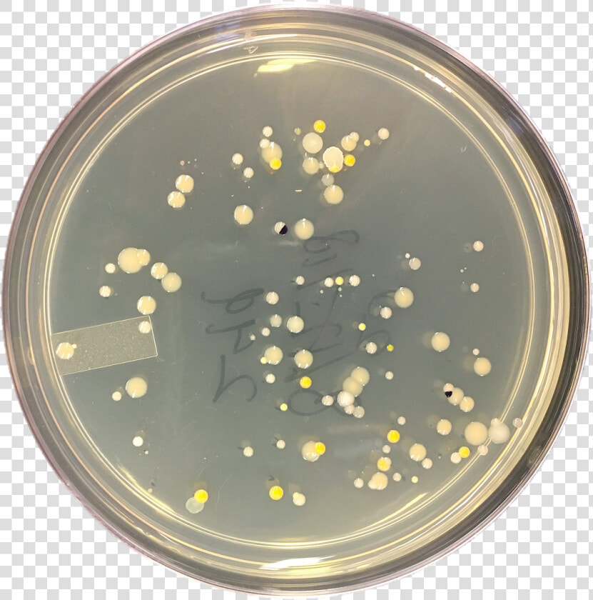 Petri Dish Png  Transparent PngTransparent PNG