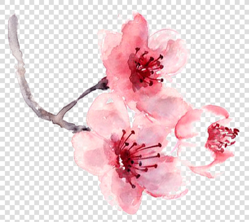 Watercolor Painting Pink   Cherry Blossom Fragrance Watercolor Art Print Painting  HD Png DownloadTransparent PNG