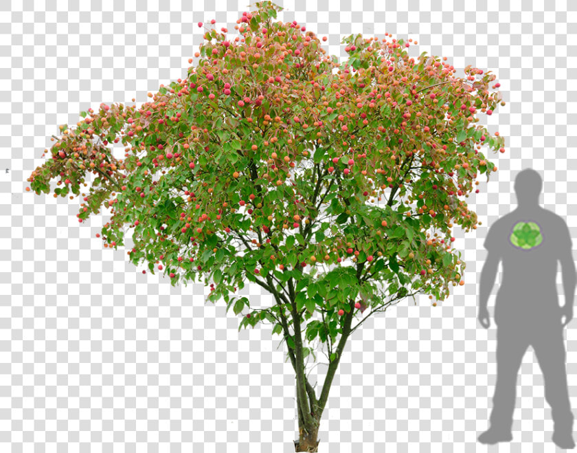 Cornus Kousa Png   Png Download   Kousa Dogwood Png  Transparent PngTransparent PNG