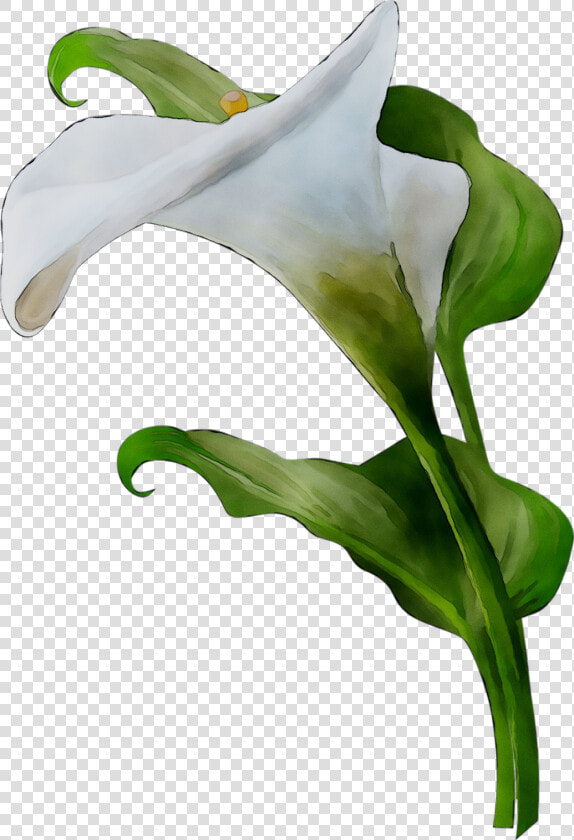 Arum Lilies Leaf Plant Stem Plants Lily M   Giant White Arum Lily  HD Png DownloadTransparent PNG