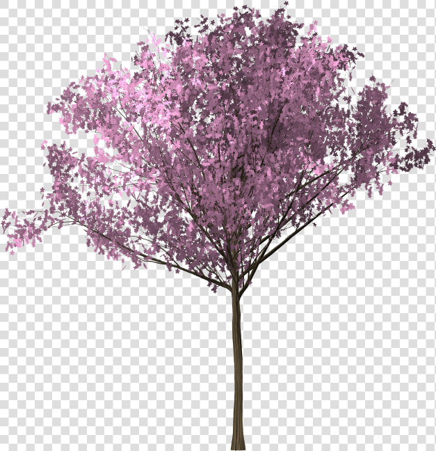 Clip Art Arvore Sakura   Background Bunga Sakura  HD Png DownloadTransparent PNG