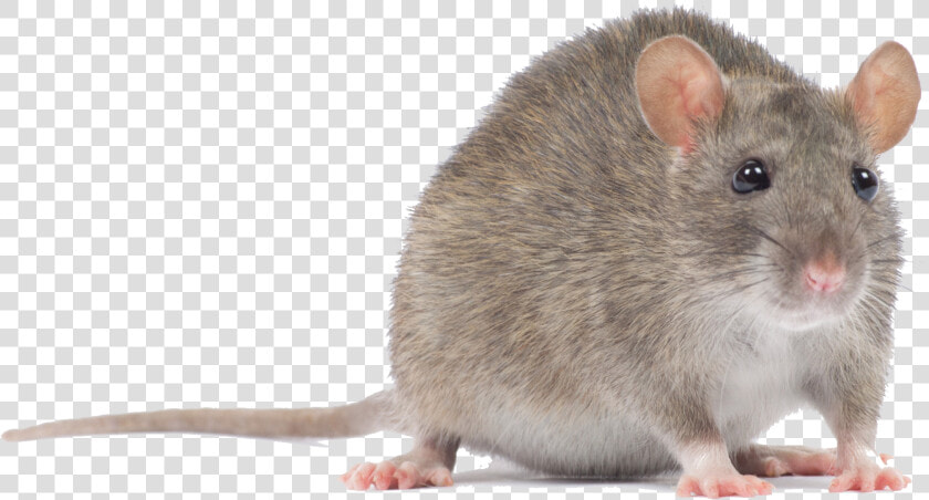 Transparent Mouse Animal Png   Mouse Animal Png  Png DownloadTransparent PNG