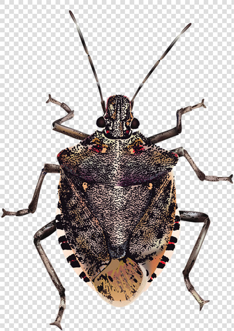 Insect Brown Marmorated Stink Bug True Bugs  HD Png DownloadTransparent PNG