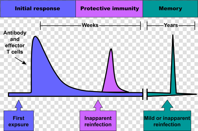 Immune Response Graph  HD Png DownloadTransparent PNG