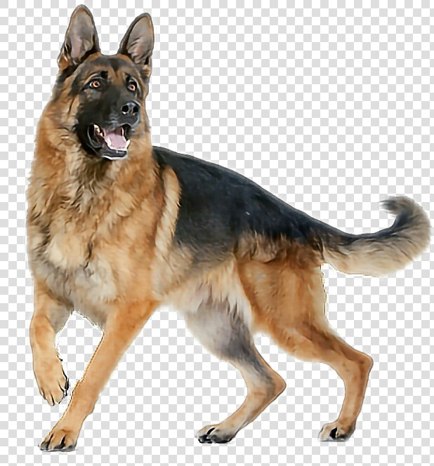 Transparent German Shepherd Clipart   Transparent Background German Shepherd Png  Png DownloadTransparent PNG