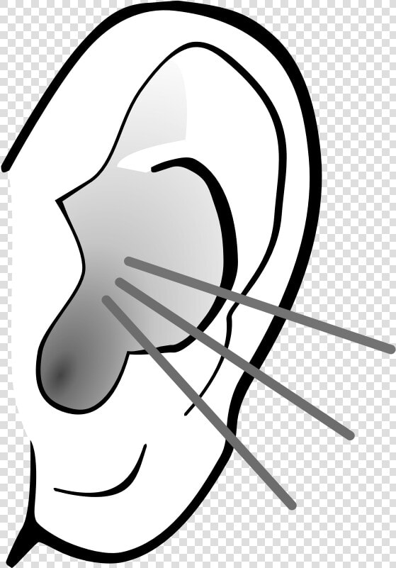 Free Png Listening Transparent   Did You Know Ear Facts  Png DownloadTransparent PNG