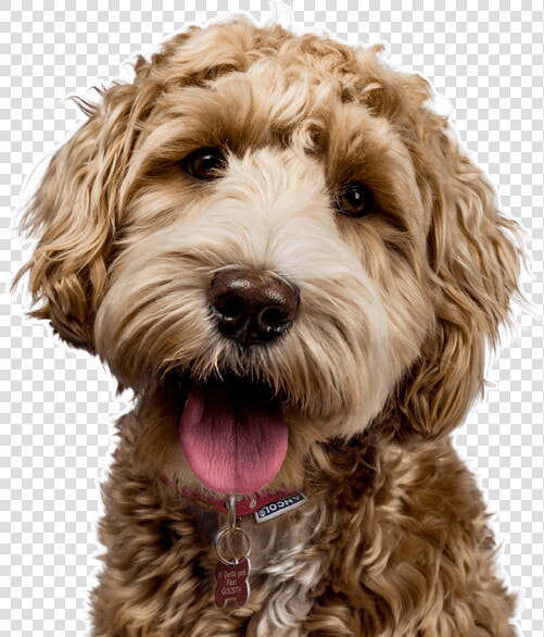 Labradoodles Dogs  HD Png DownloadTransparent PNG