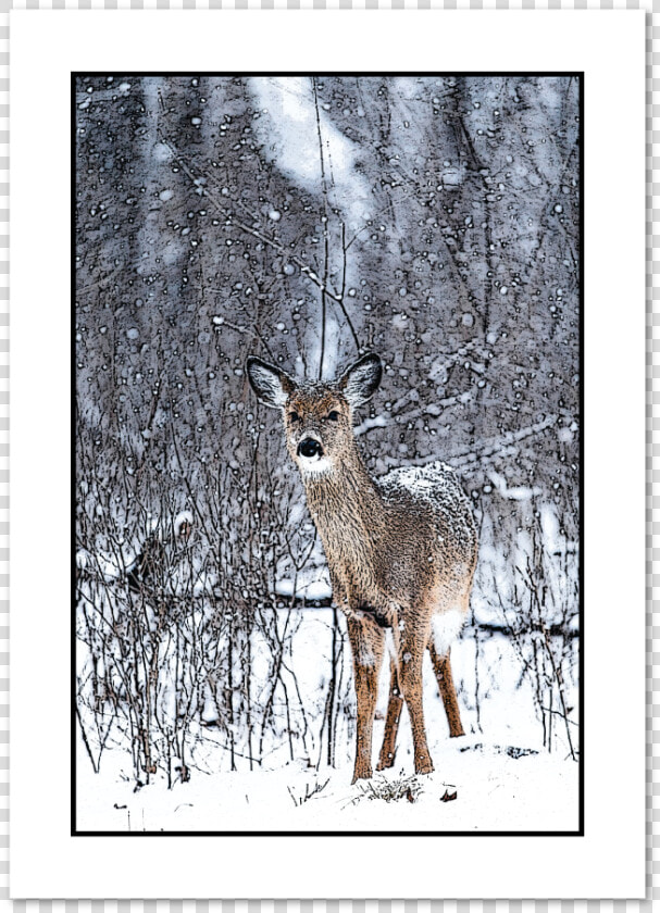 Doe In Snow Holiday Greeting Card data caption   Poster Reh Schnee  HD Png DownloadTransparent PNG