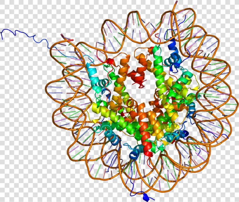 Protein Hist1h2ak Pdb 1aoi   Histone Modification  HD Png DownloadTransparent PNG