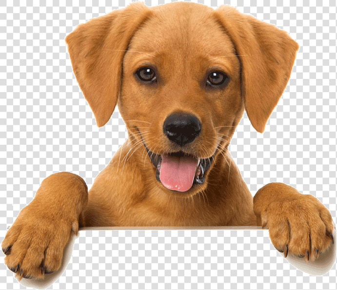 Transparent Happy Cat Png   Dog Looking Over Wall Transparent  Png DownloadTransparent PNG