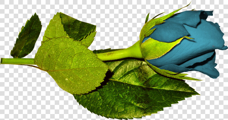 Plant Pathology  HD Png DownloadTransparent PNG