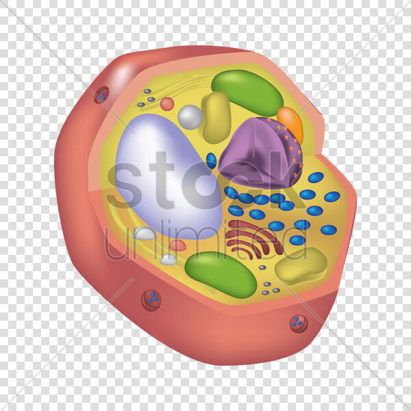 Animal Cell V矢量图形  HD Png DownloadTransparent PNG