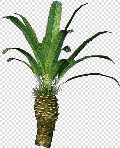 Phoenix Canariensis Png   Pineapple  Transparent PngTransparent PNG