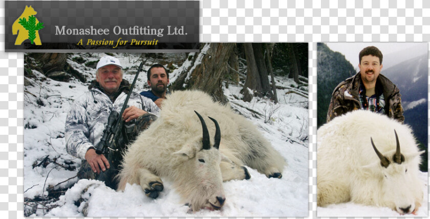 Monashee Outfitting Ltd   Mountain Goat  HD Png DownloadTransparent PNG