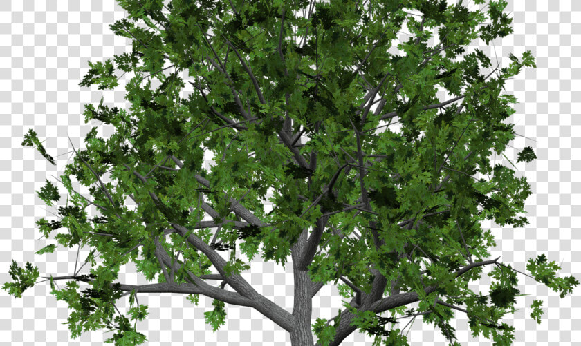 Sandalwood Tree Clip Art   Free Tree Clipart Transparent  HD Png DownloadTransparent PNG