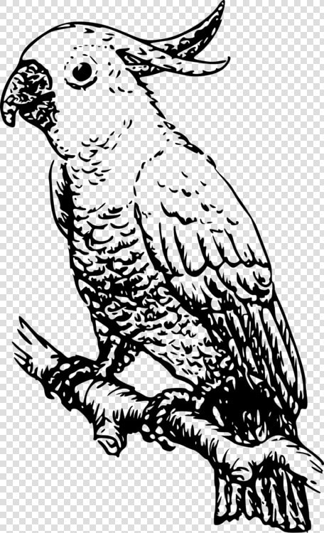 Owl art monochrome Photography   Cockatoo Black And White  HD Png DownloadTransparent PNG