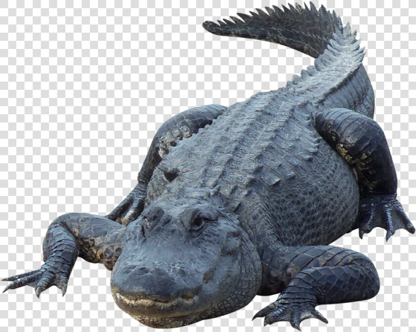 Alligator Png   Transparent Cartoons   Alligator Png  Png DownloadTransparent PNG