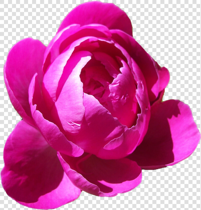 Peonies Clipart Pink Peony   Peony Flower Pink Png  Transparent PngTransparent PNG