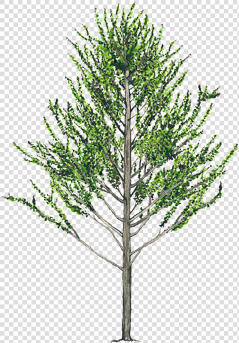 Alnus Acuminata Png  Transparent PngTransparent PNG