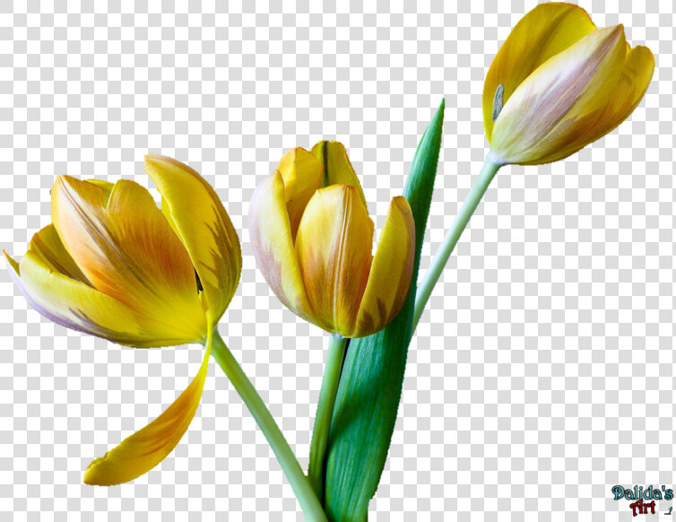 Transparent Tulip Flower Clipart   Tulip  HD Png DownloadTransparent PNG