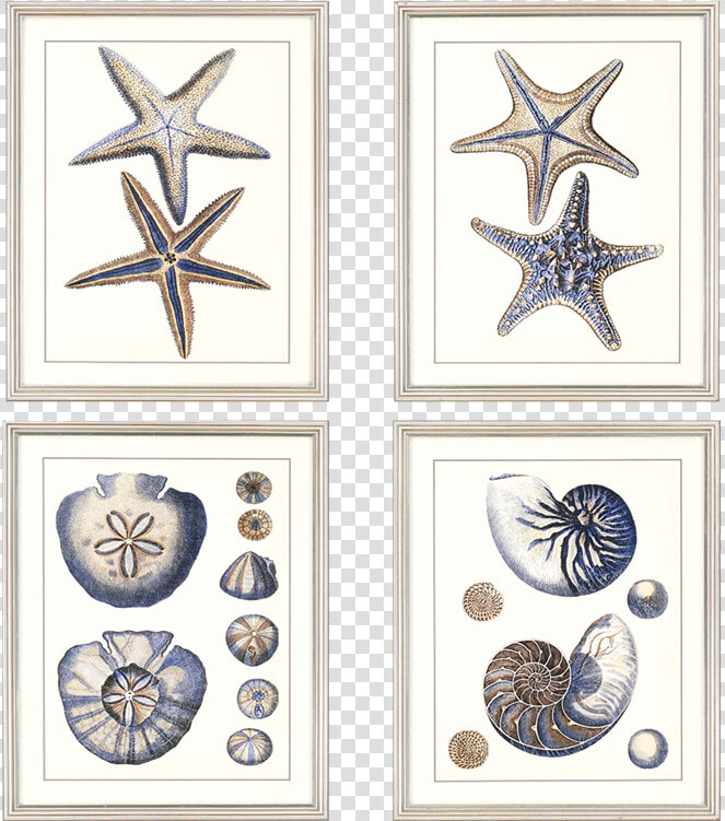 Sea Life Pk 4   Motif  HD Png DownloadTransparent PNG