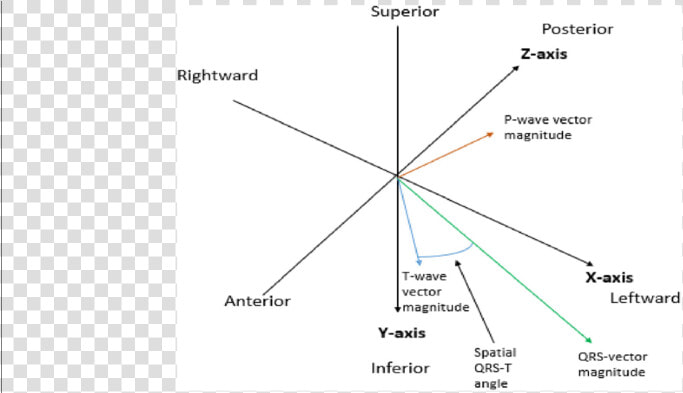 Superior Axis P Wave  HD Png DownloadTransparent PNG