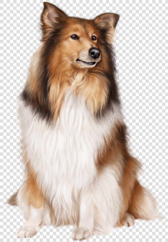 Transparent Sheltie Clipart   Christmas Collie Transparent  HD Png DownloadTransparent PNG