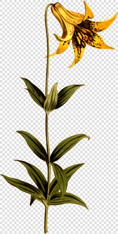 Canadian Lily   Canada Lily  HD Png DownloadTransparent PNG