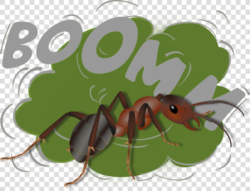 Jodi Ralston Exploding Ant Camponotus Saundersi   Oreille Bruit Fort  HD Png DownloadTransparent PNG