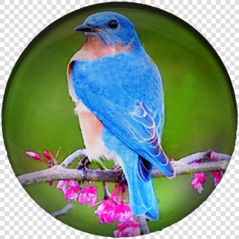 Bird G1000 20 Glass Magnet Blue Bird 50mm   Eastern Bluebird  HD Png DownloadTransparent PNG