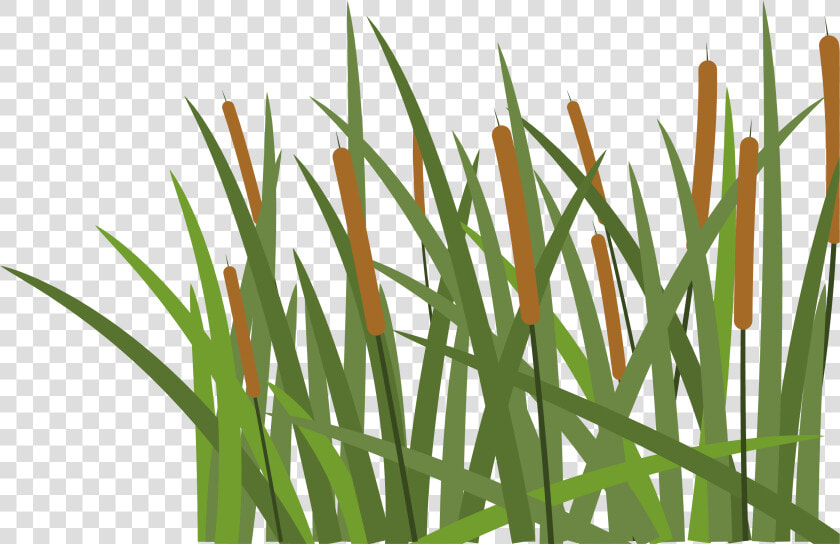 Hoochie S Denton   Transparent Pieces Of Grass  HD Png DownloadTransparent PNG