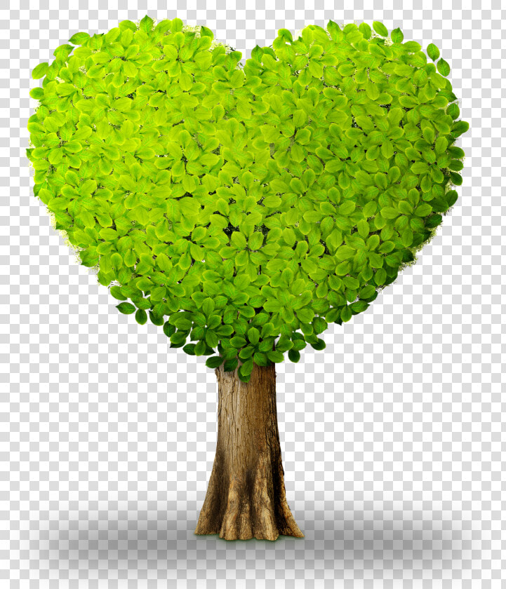 Plant Tree Heart   Heart Shaped Tree Clipart  HD Png DownloadTransparent PNG