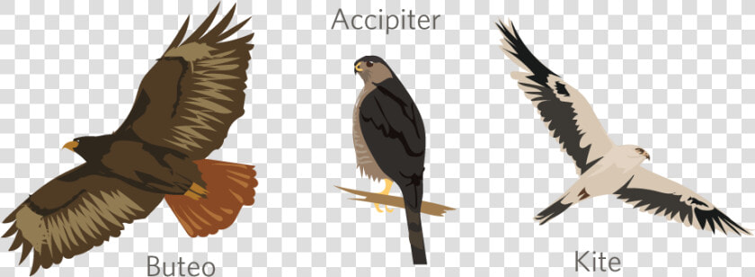 Red tailed Hawk  HD Png DownloadTransparent PNG