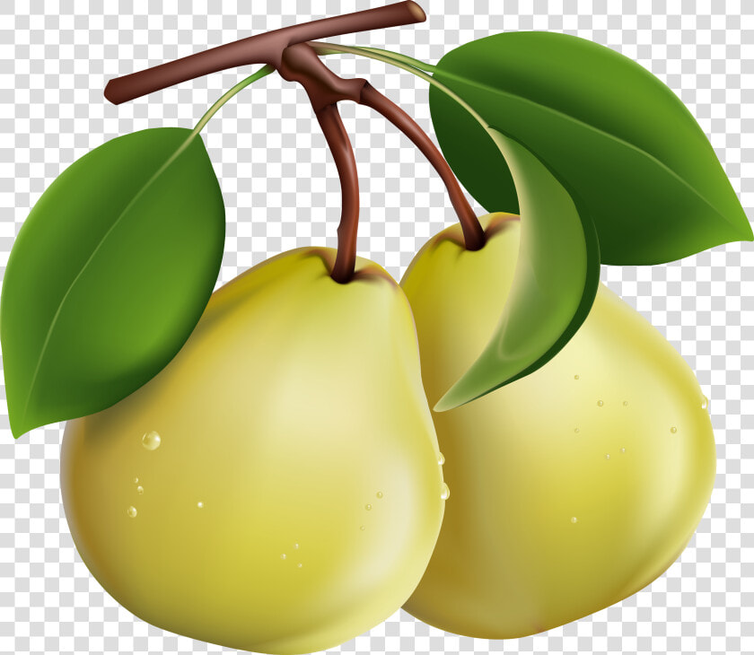 Pear   Pears Clipart Png  Transparent PngTransparent PNG