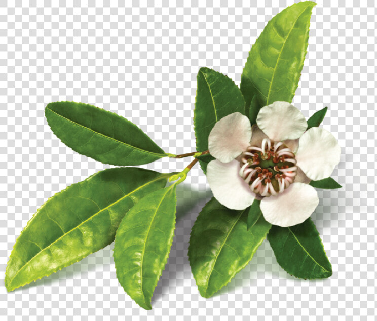 Tea Tree Png   Transparent Tea Tree Png  Png DownloadTransparent PNG