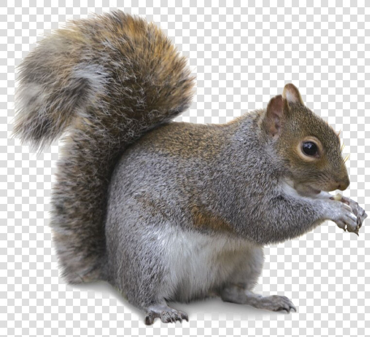 Squirrel Png Transparent Image   Gray Squirrel Png  Png DownloadTransparent PNG