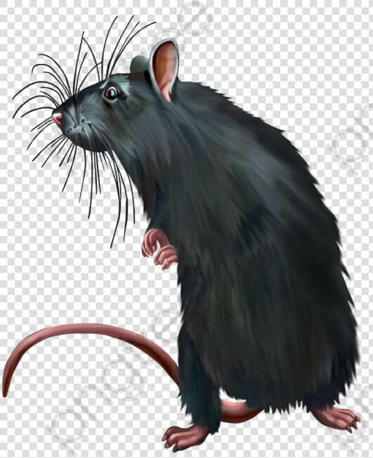 Dirty Mouse Animal Png   Png Rats  Transparent PngTransparent PNG