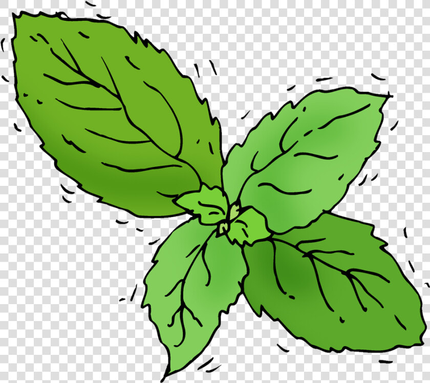 Transparent Basil Png   Basil Illustration Png  Png DownloadTransparent PNG