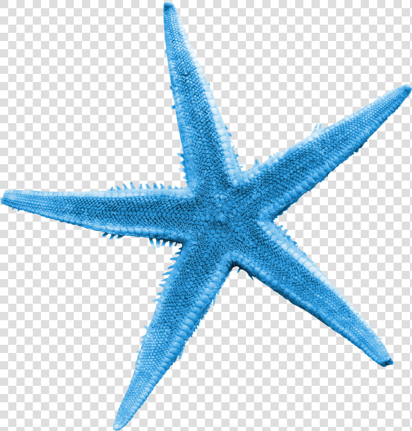 Transparent Starfish Vector Png   Starfish Transparent  Png DownloadTransparent PNG