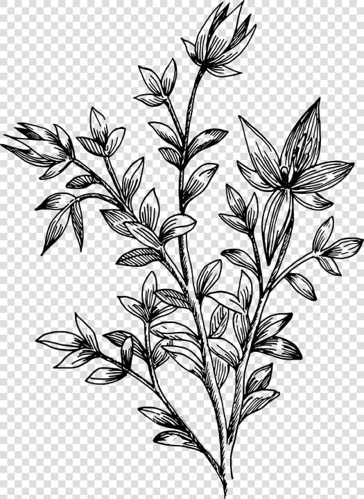 Flower  Biology  Plant  Leaves  Botany   Transparent Drawn Flowers Png  Png DownloadTransparent PNG