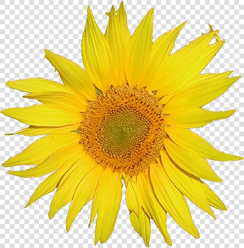 Browse And Download Sunflower Png Pictures   Single Flower  Transparent PngTransparent PNG