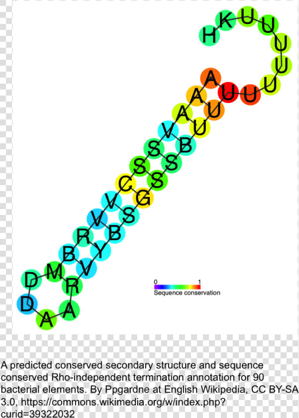 Rna   Png Download   Intrinsic Termination  Transparent PngTransparent PNG