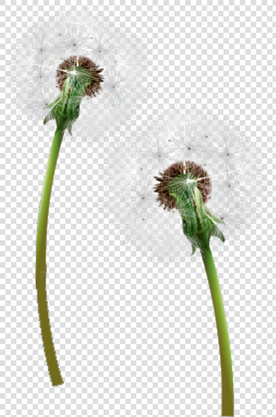 Dandelion Png Free Download   Одуванчик Пнг  Transparent PngTransparent PNG