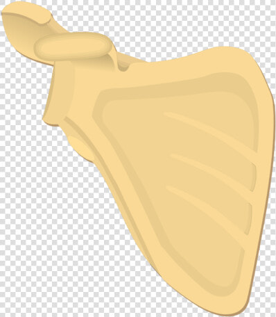 Illustration Of Anterior Scapula   Scapula Bone Markings Anterior  HD Png DownloadTransparent PNG