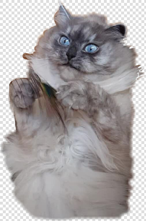  fluffy  cat  hairy  scary  neva  angrycat  angry  grab   British Longhair  HD Png DownloadTransparent PNG