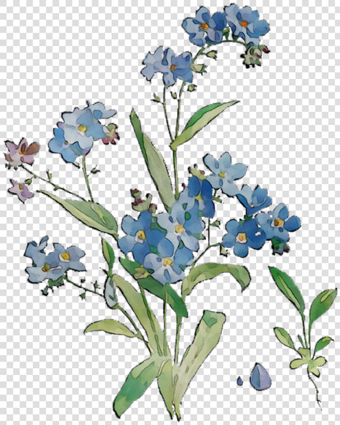 Bluebonnet Grasses Flowers Scorpion Cut Free Hd Image   Alpine Forget me not  HD Png DownloadTransparent PNG