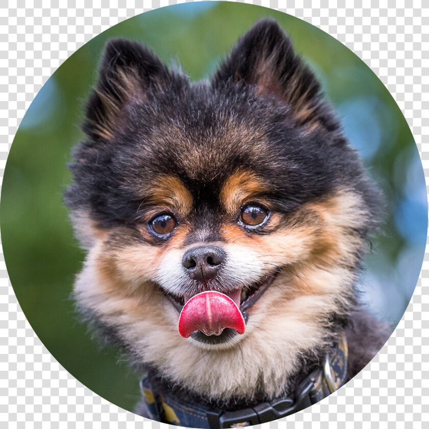 Pomeranian  HD Png DownloadTransparent PNG